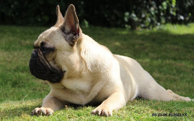 Ivan des bulls des hautes falaises