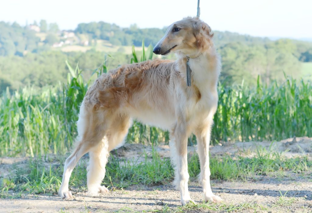 Tadzio Des Fils De Boree