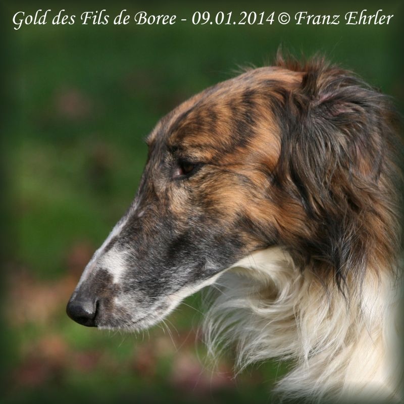 Gold Des Fils De Boree