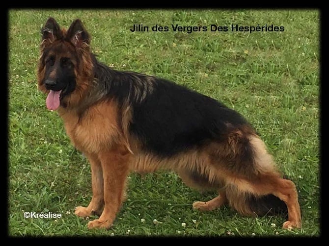 Nom De Chien Male Berger Allemand