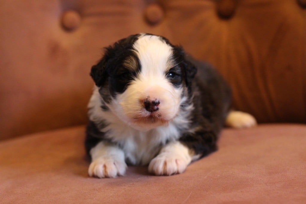 Chiot Berger Australien M Le Noir Tricolore Du Petit Mont D Den