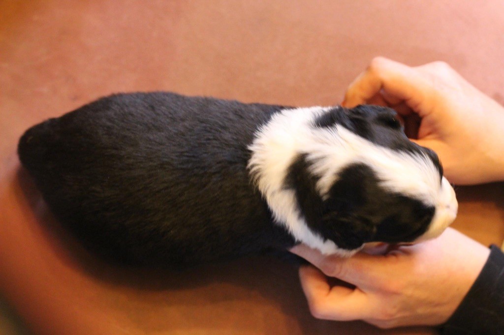 Chiot Berger Australien M Le Noir Tricolore Du Petit Mont D Den