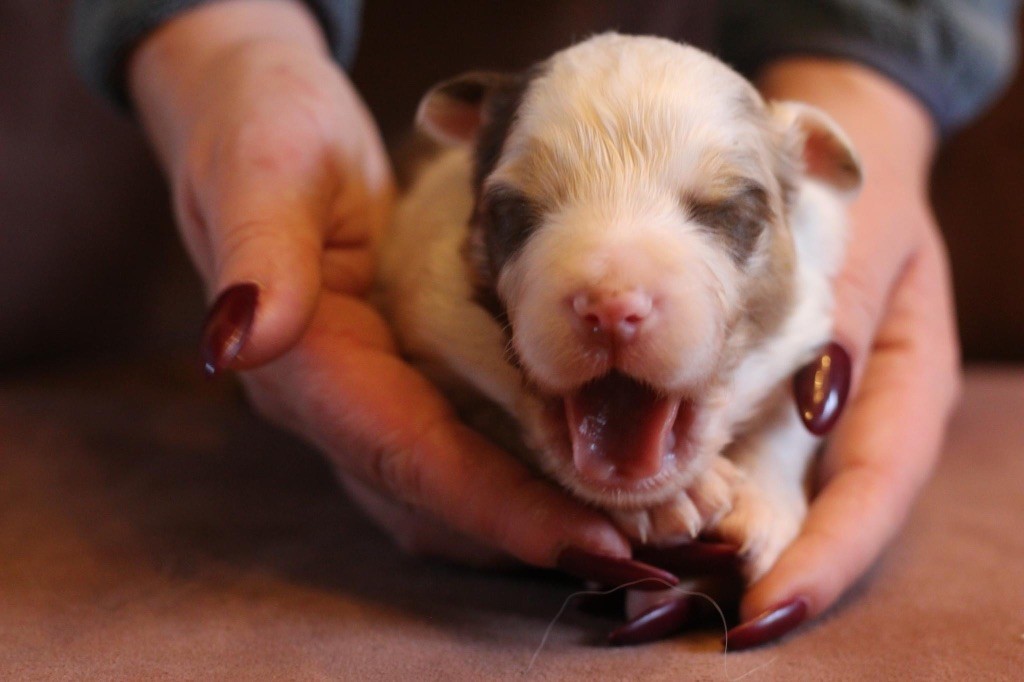 Chiot Berger Australien M Le Rouge Merle Du Petit Mont D Den