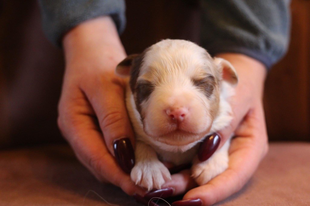 Chiot Berger Australien M Le Rouge Merle Du Petit Mont D Den