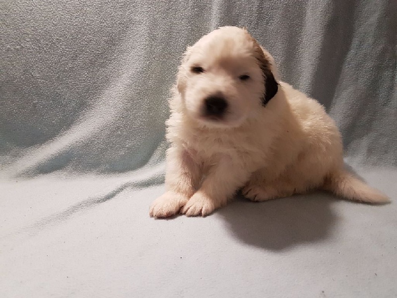 Chiot Chien De Montagne Des Pyrenees Nitro Mâle Disponible