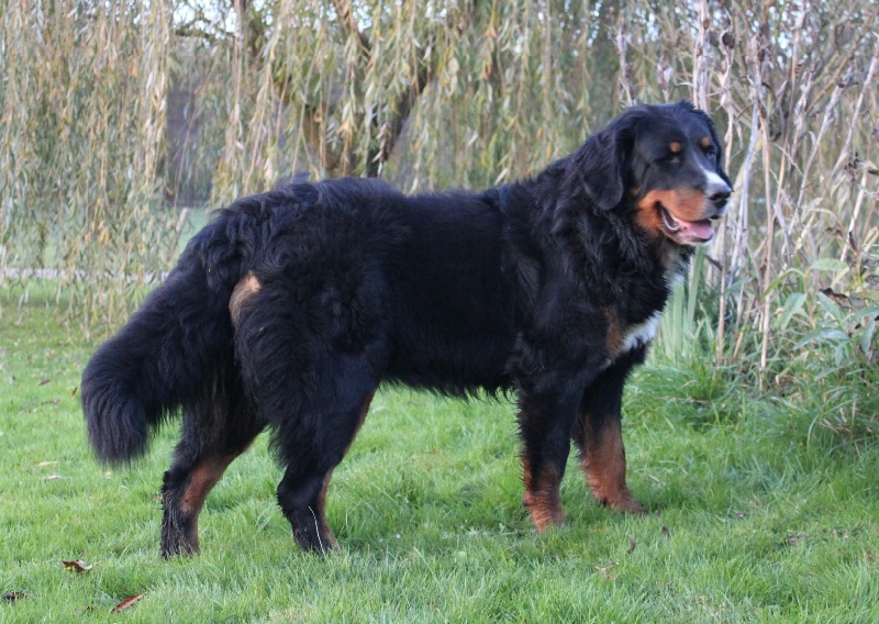 Feusselotte De La Ferme D'uzes