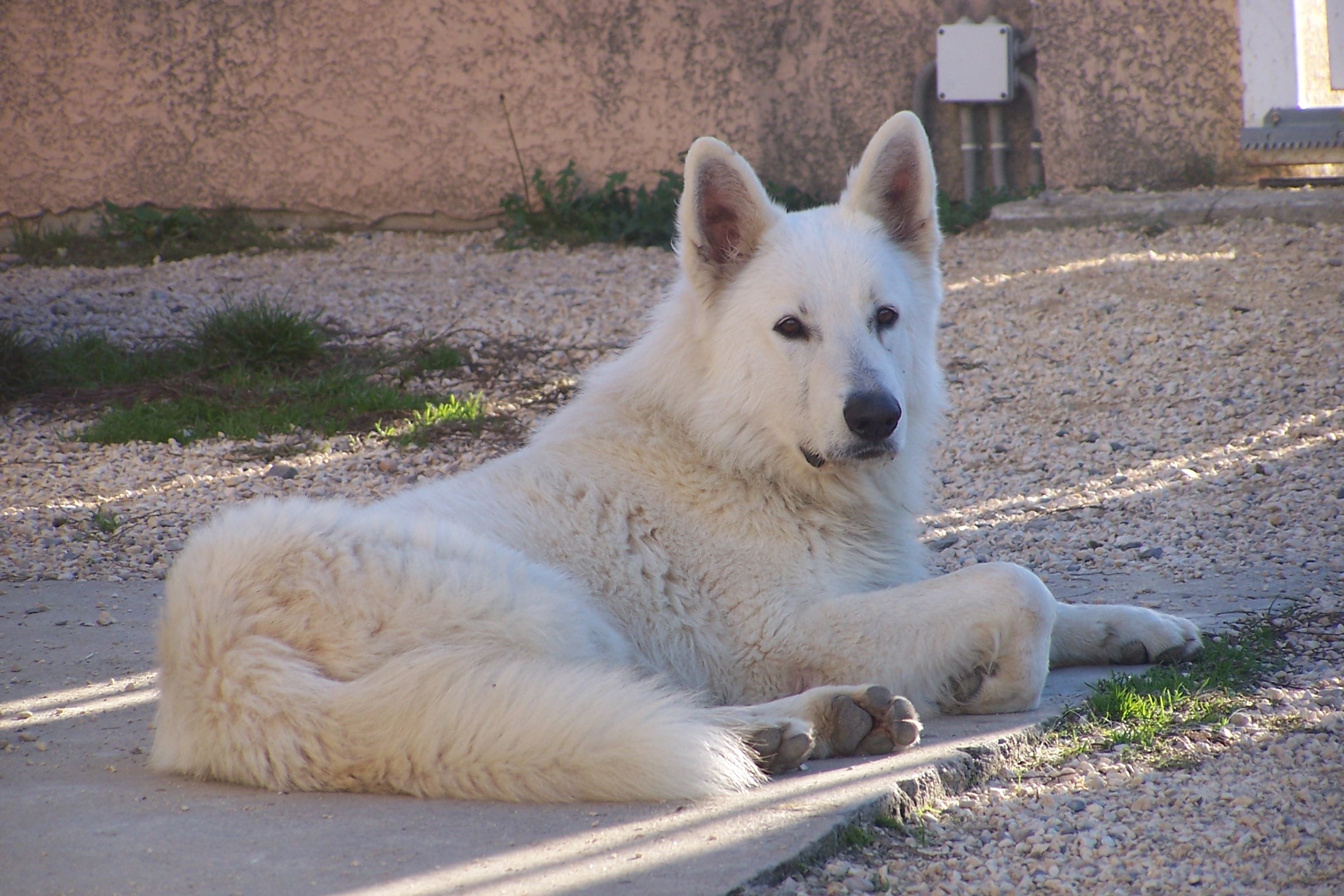 Lien - Elevage de la plaine d'alba - eleveur de chiens ...