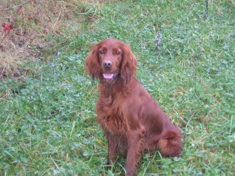 Austyne de la Forêt de Massonge