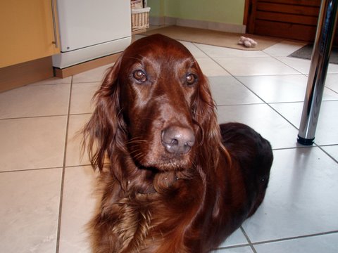 Axy de la Forêt de Massonge