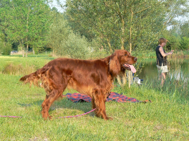 Austyne de la Forêt de Massonge