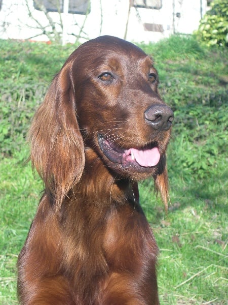 Appleton de la Forêt de Massonge