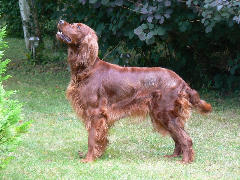 Austyne de la Forêt de Massonge