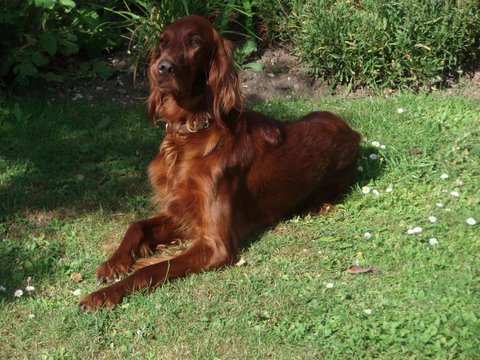 Axy de la Forêt de Massonge