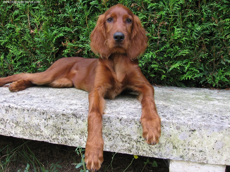 Austyne de la Forêt de Massonge