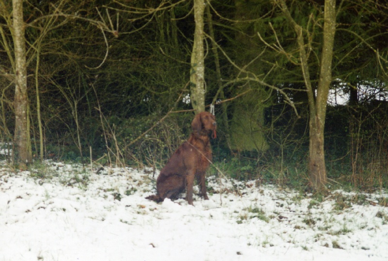 Aza de la Forêt de Massonge