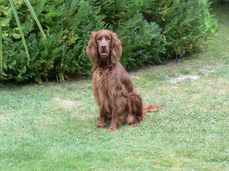 Austyne de la Forêt de Massonge