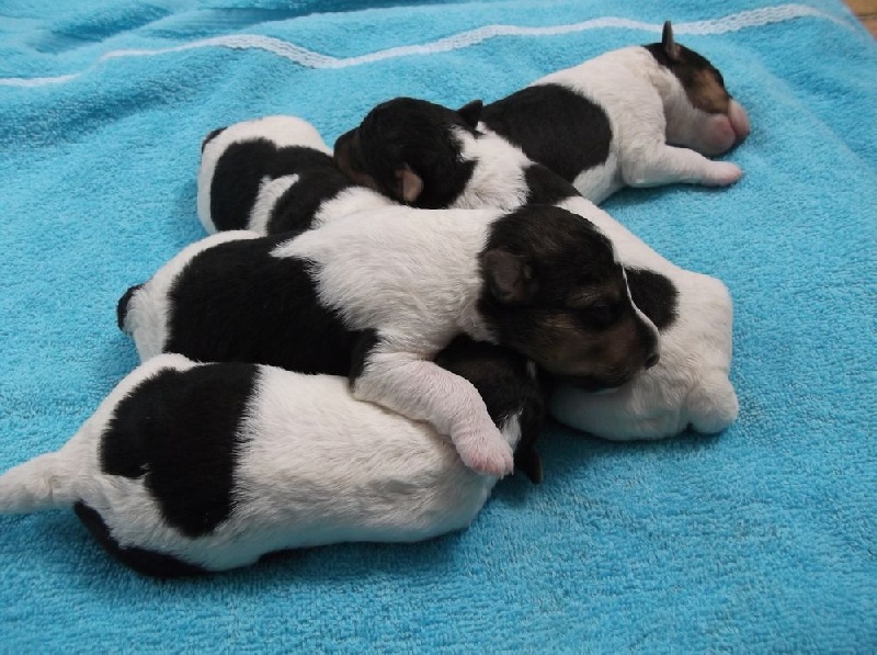 fox terrier poil dur de la rose magique vendre chiots 2764