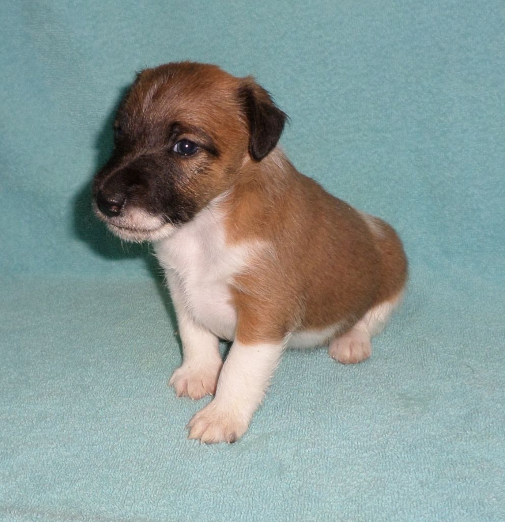 fox terrier poil lisse de la rose magique vendre chiots 3217