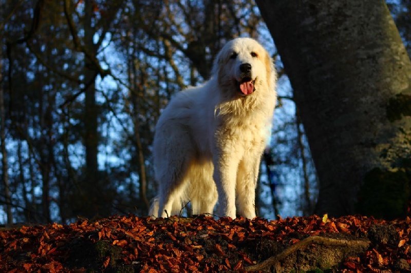 CH. Iros du champ d'ours