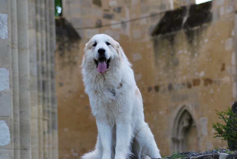 CH. Iros du champ d'ours