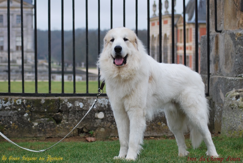 CH. Iros du champ d'ours