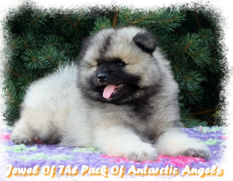 Jewel of the pack Of Antartic Angels