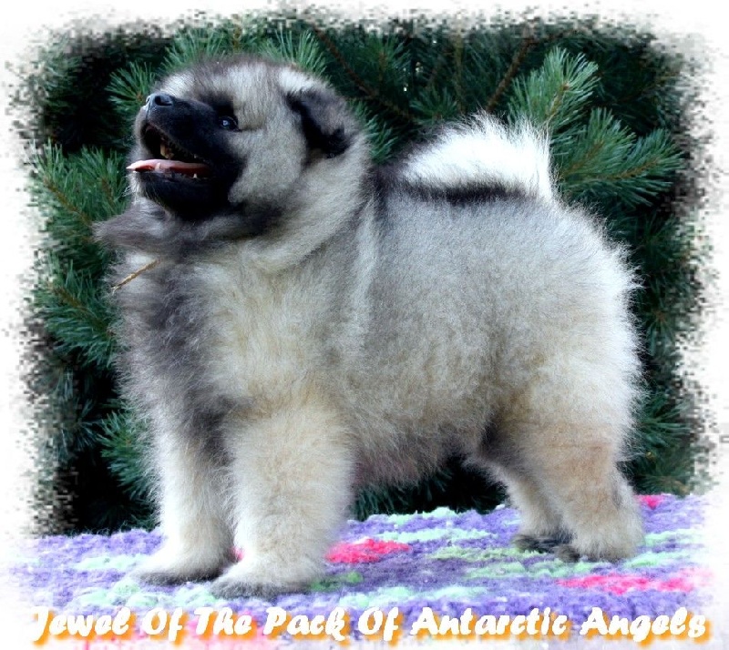 Jewel of the pack Of Antartic Angels