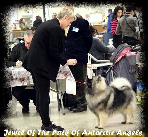 Jewel of the pack Of Antartic Angels