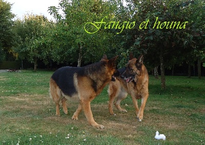 Accueil Elevage Passion Du Berger Allemand Les Sentinelles D Eriador Pension Canine 72