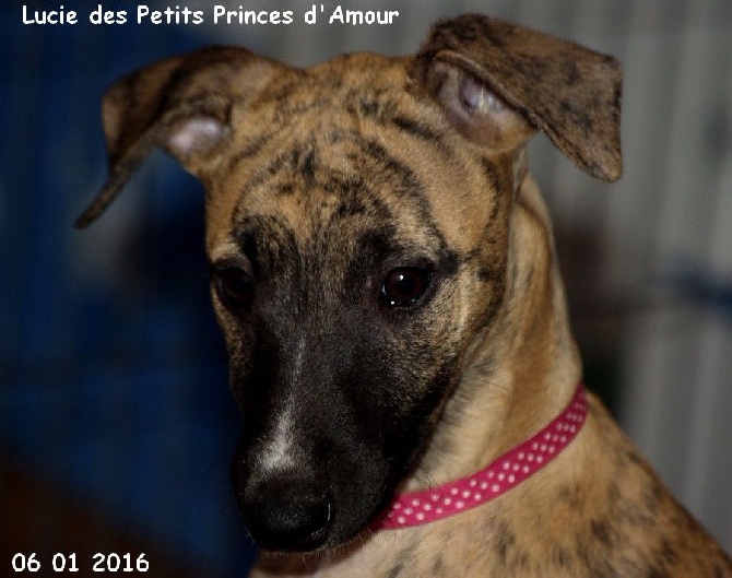 Accueil Elevage Des Petits Princes D Amour Eleveur De Chiens Whippet