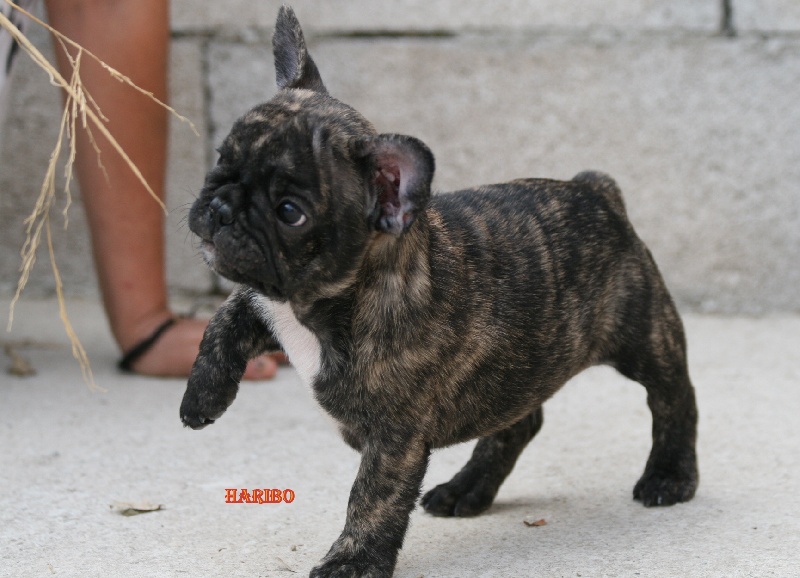 Chiot Elevage Muriel Barra Le Vallon Des Furby S Eleveur De Chiens Bouledogue Francais