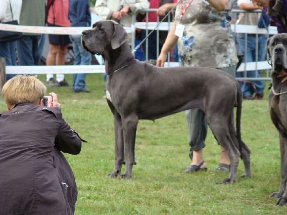 Accueil - Elevage De Bel'eva - Eleveur De Chiens Dogue Allemand