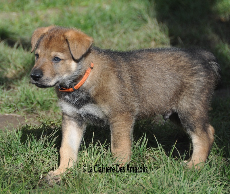 Chiot Chien Loup Tchecoslovaque Chiot Orange Male Disponible En Normandie 27 Eure Toutes Les Portees Les Chiots De Race Les Eleveurs Et Chiens De Race Sont Sur Chiens De France Com