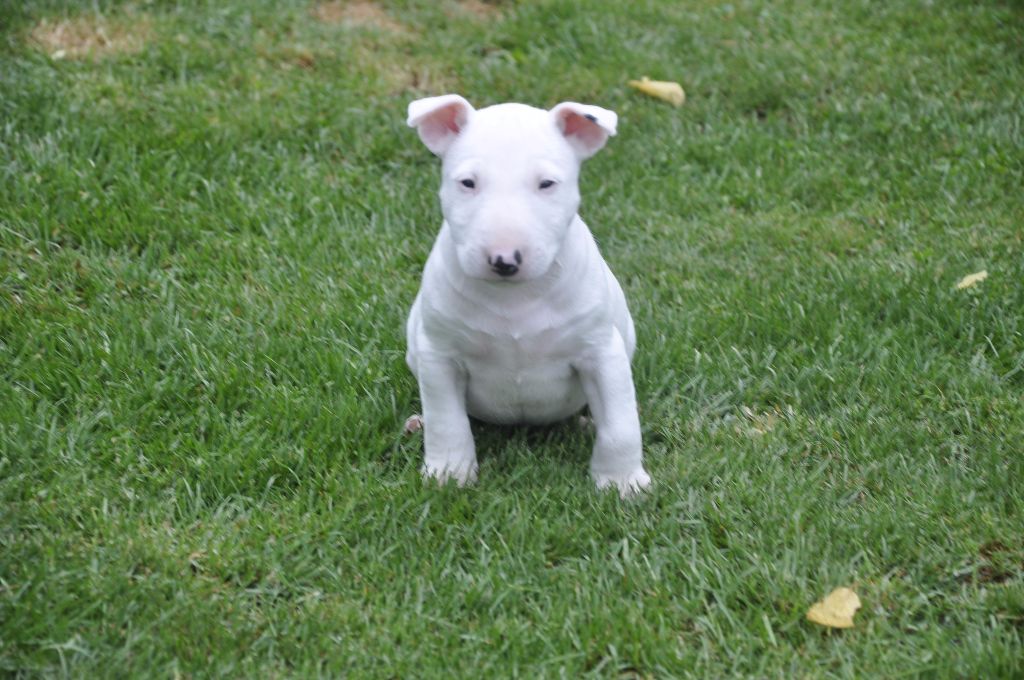 Chiot Elevage Solfarino Eleveur De Chiens Bull Terrier Miniature