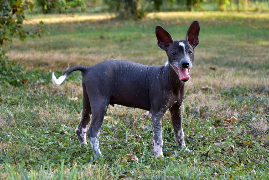 Chien Nu Du Mexique à Vendre