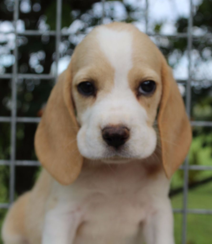 femelle beagle lemon - chien lemon