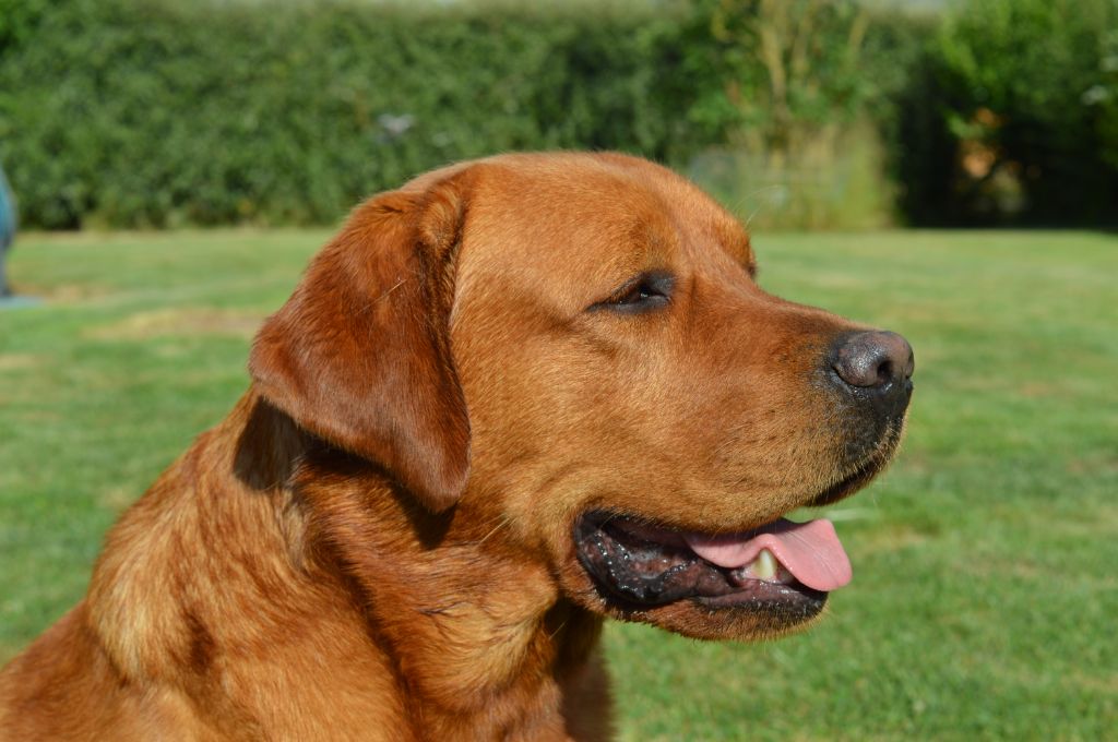 Photo Elevage Du Domaine De Biazak Eleveur De Chiens Labrador Retriever Redfox