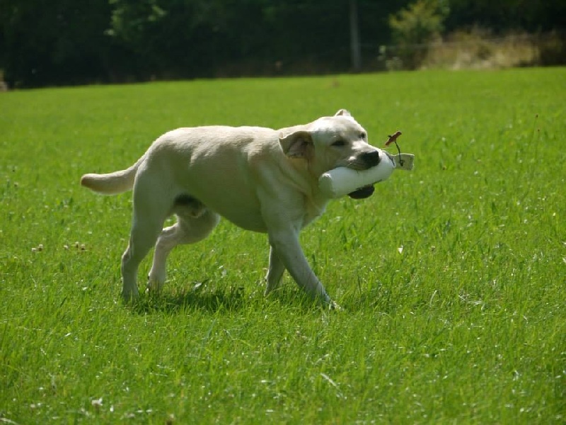 Hunter Du Domaine De Biazak