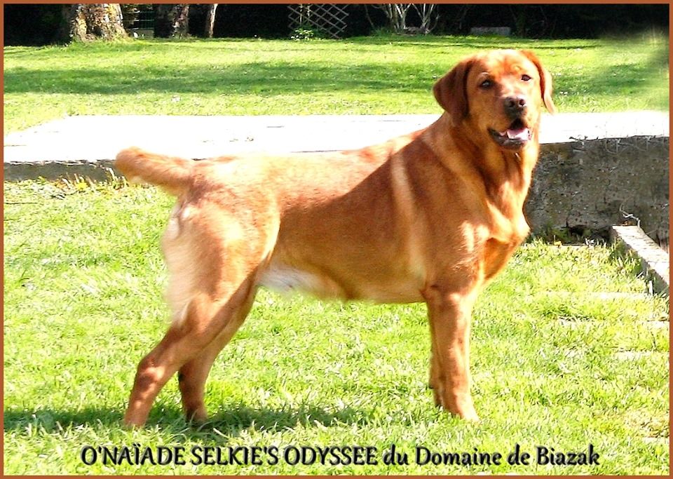 Photo Elevage Du Domaine De Biazak Eleveur De Chiens Labrador Retriever Redfox