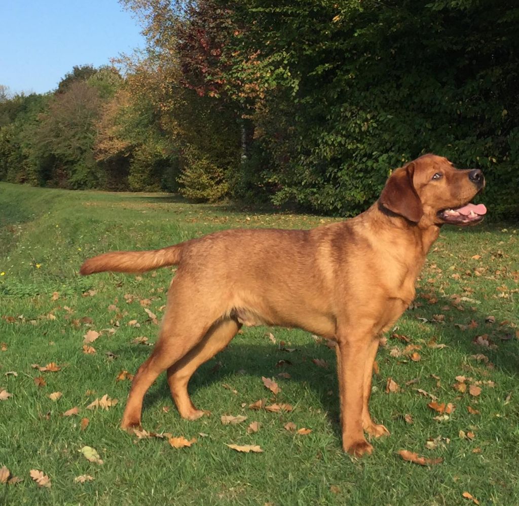 Photo Elevage Du Domaine De Biazak Eleveur De Chiens Labrador Retriever Redfox