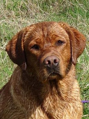 Photo Elevage Du Domaine De Biazak Eleveur De Chiens Labrador Retriever Redfox