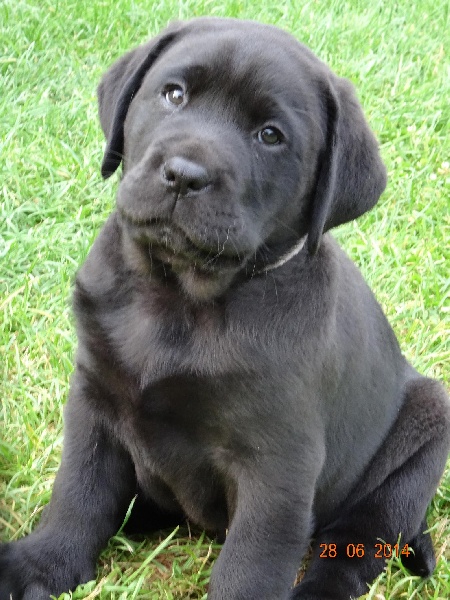 Chiot Elevage Du Domaine De Biazak Eleveur De Chiens Labrador Retriever Redfox