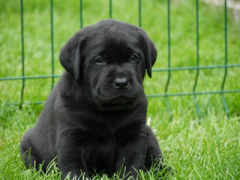 Labrador Gris Yeux Bleu Sema