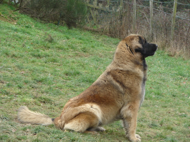 CH. Velinngara lena of africa des Lions de Tambacounda