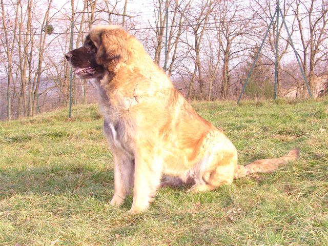 CH. Velinngara lena of africa des Lions de Tambacounda