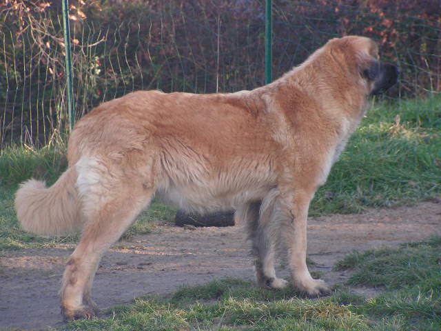 Suzon de la Citadelle D'Hermance