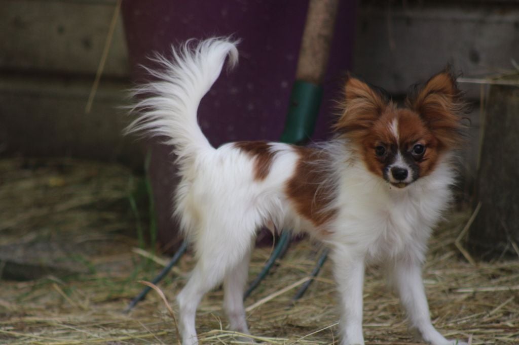 Snoopy de la vallée de la Py