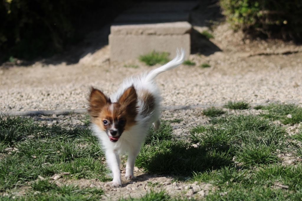 Snoopy de la vallée de la Py