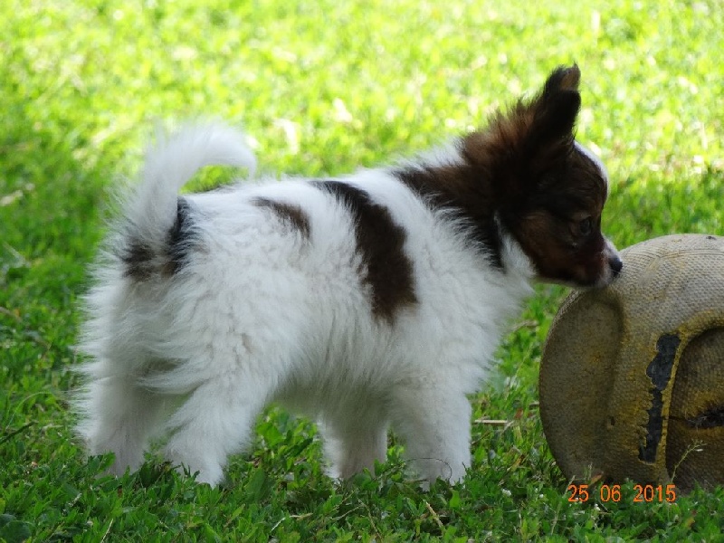 Lucky de la vallée de la Py