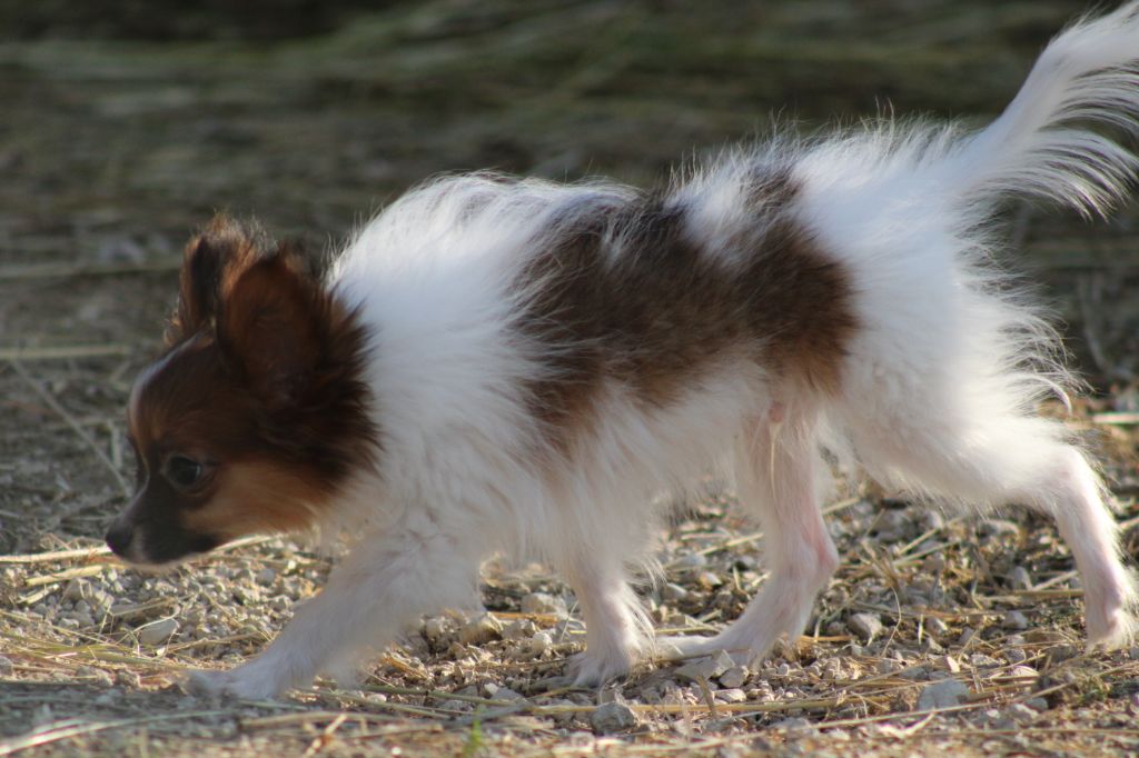 Snoopy de la vallée de la Py